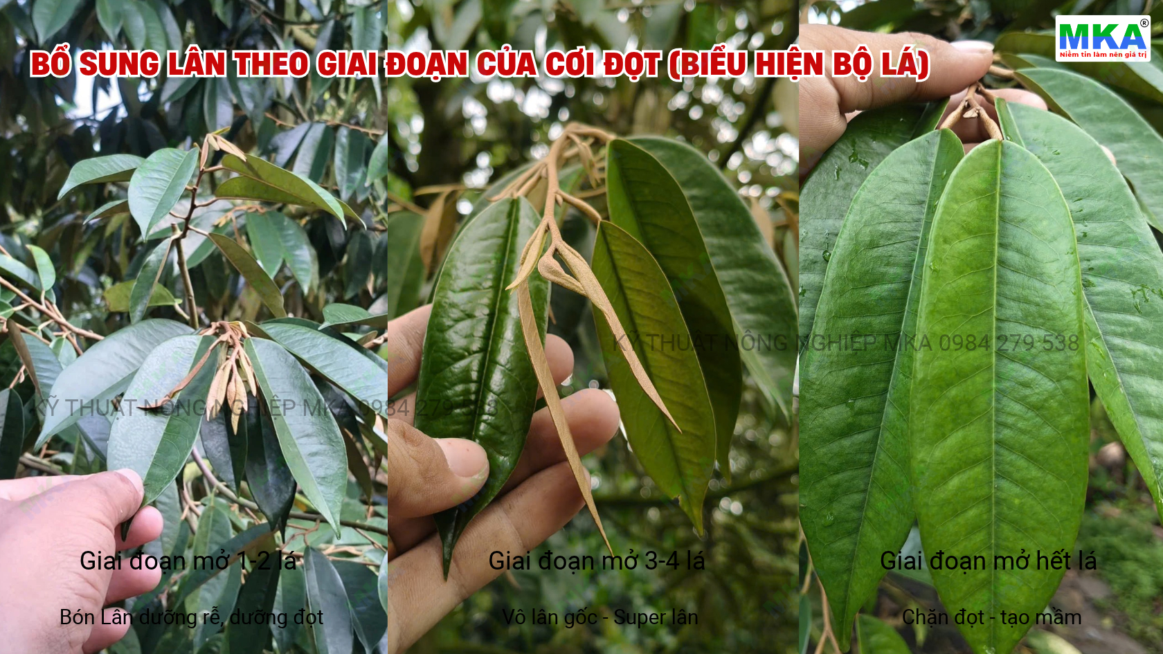 kỹ thuật tạo mầm sầu riêng bổ sung lân theo biệu hiện bộ lá
